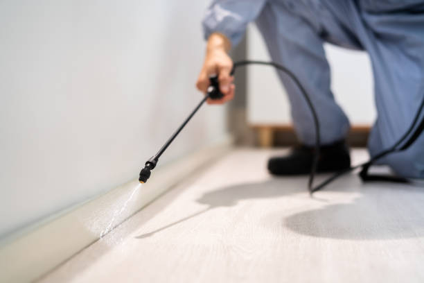 Licensed Ant Control service in Ketchikan Gateway Borough County, AK - Nex Pest Control